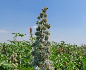 Tall plant with spiky seed pods