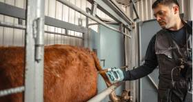 Veterinary Pharmaceutical Formulations