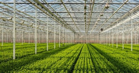 Horticulture & Plantation Crops